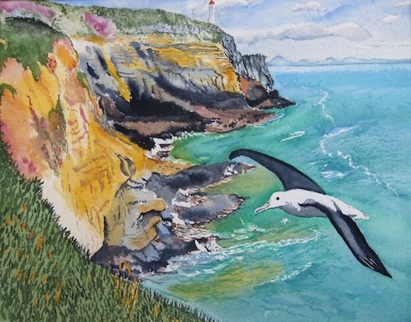 tim barraud watercolors albatross peninsula