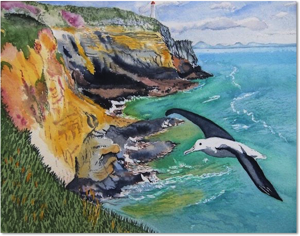 tim barraud watercolors albatross peninsula