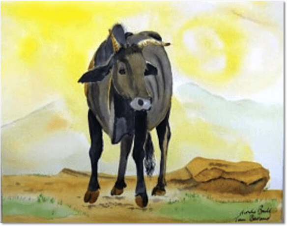 hindu bull tim barraud