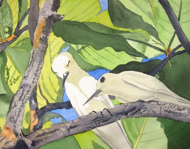 love birds tim barraud watercolors