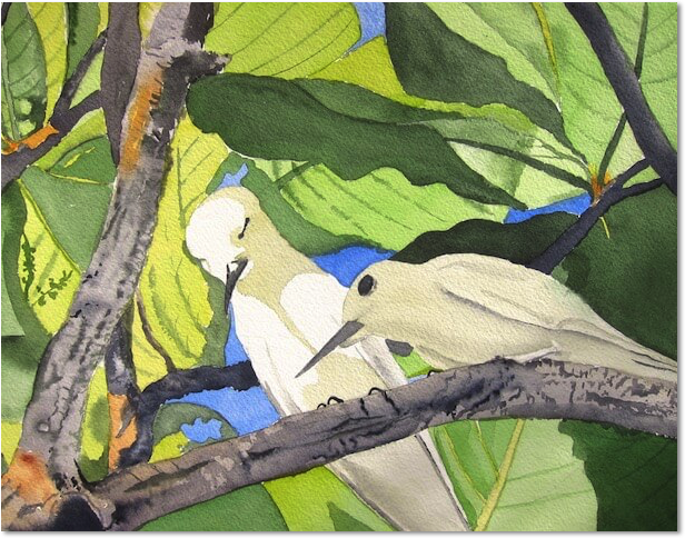 love birds tim barraud watercolors