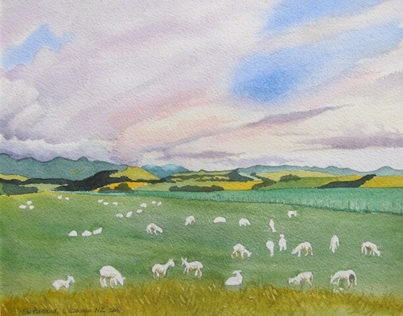 tim barraud watercolors sheep new zealand