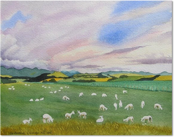 tim barraud watercolors sheep new zealand