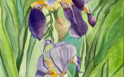 Iris Flowers: Tim Barraud