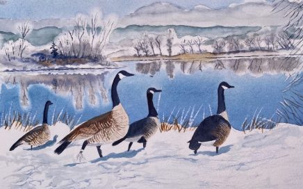 Canadian Geese in Snow: Tim Barraud
