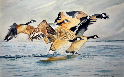 Painter Tim Barraud's watercolour of Geese Arriving.