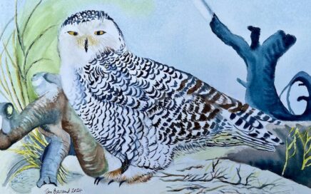 Snowy Owl: Tim Barraud